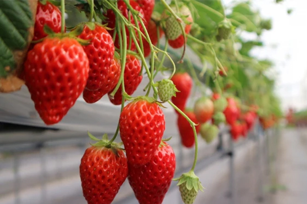 strawberry